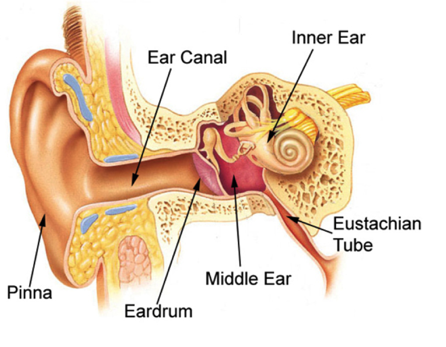 about_ear